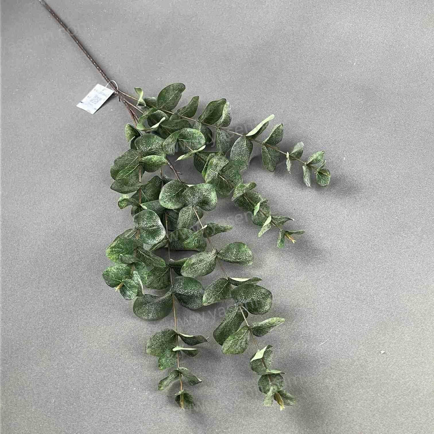 100CMSINGLE STEM OF EUCALYPTUS LEAF YSL24057