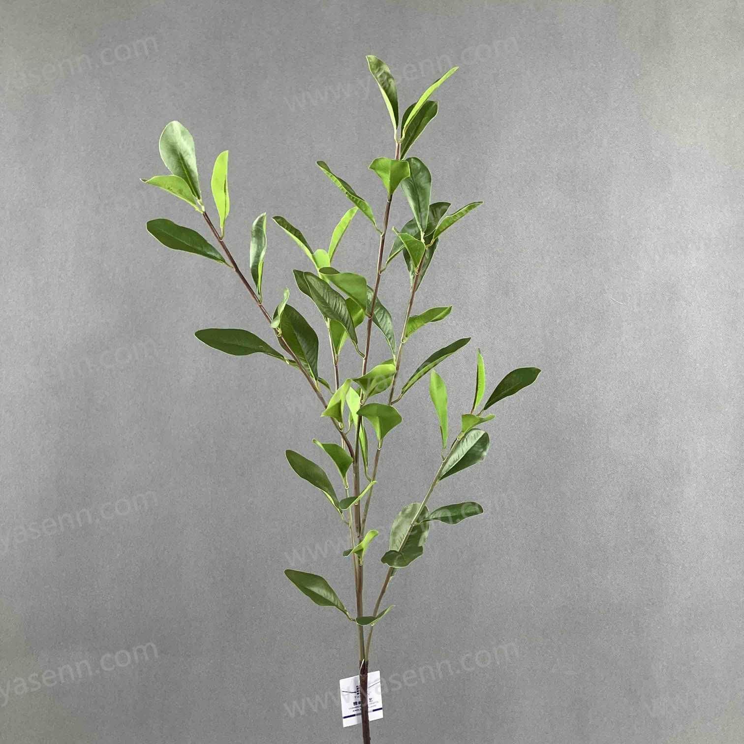 89CM SINGLE STEM OF LARGE SILVER-EDGED LEAVES YSL24060