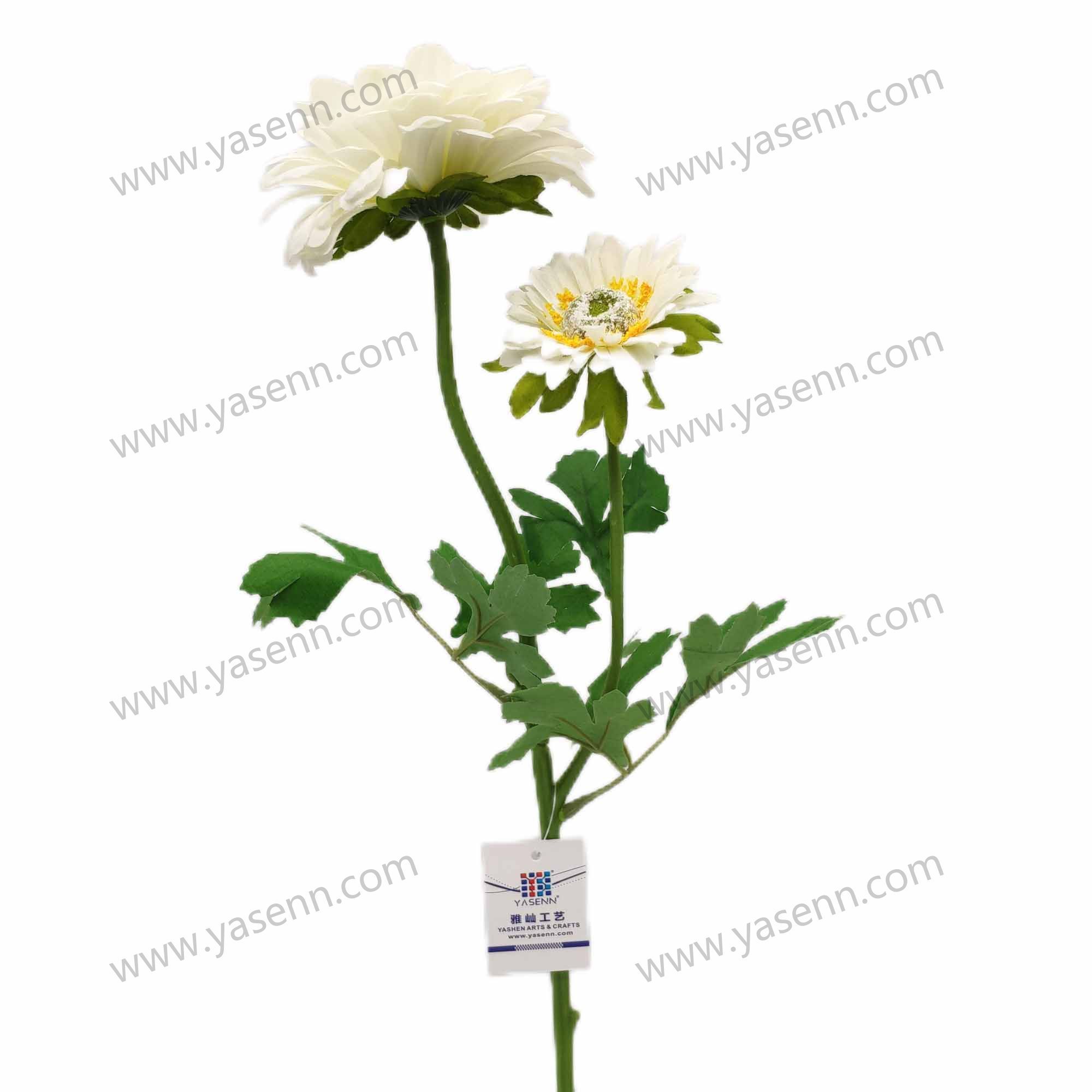 60CM2 CHRYSANTHEMUM YSZ18052