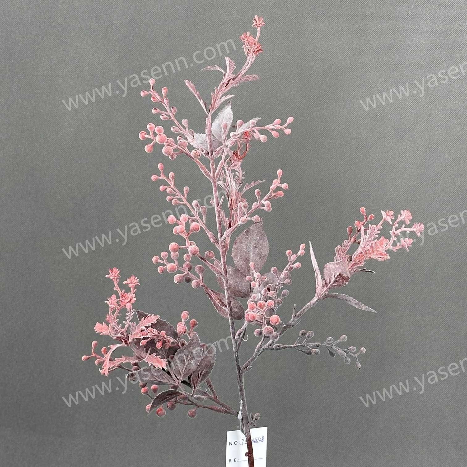 80CM LIGUSTRUM LUCIDUM YSS24048