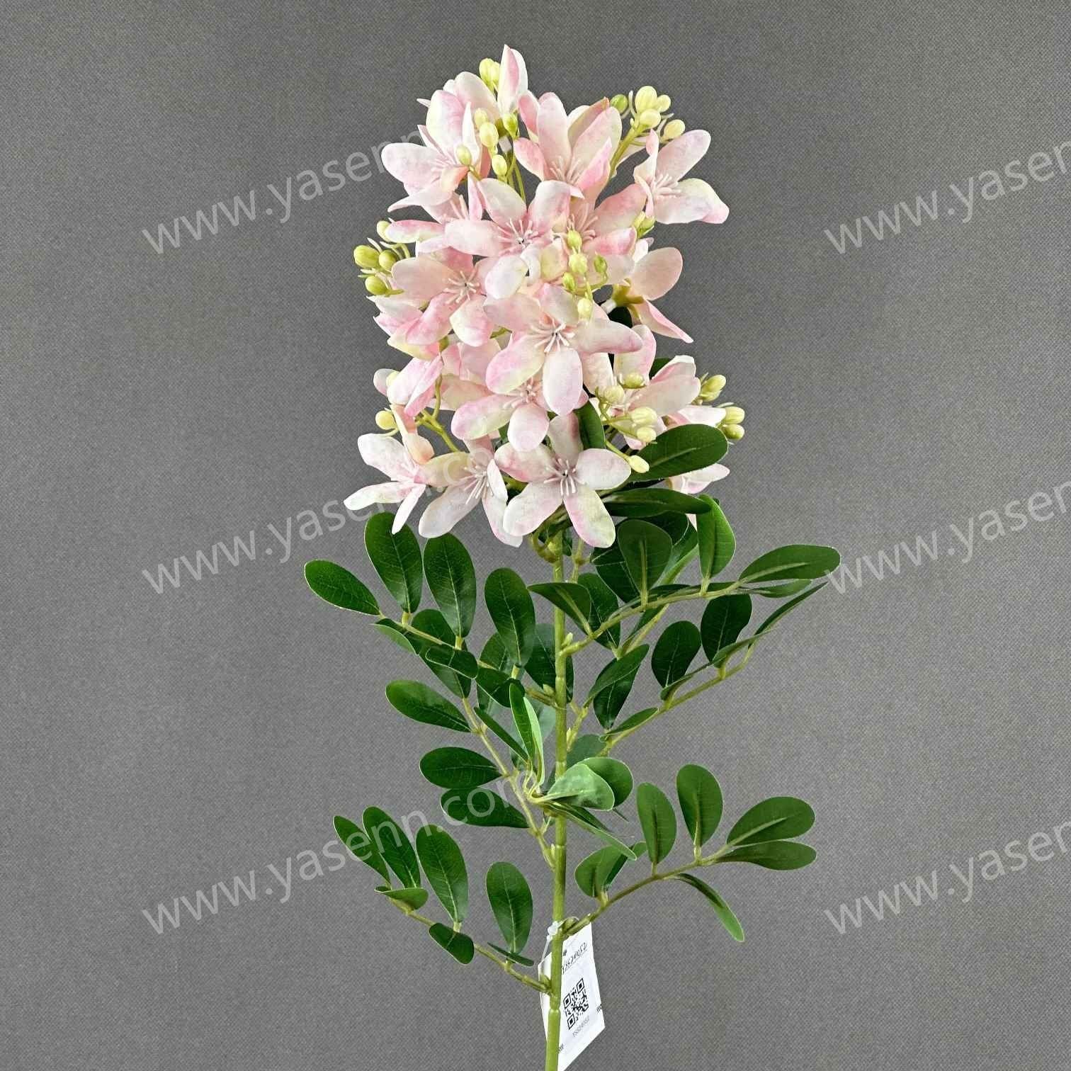 52CM LEWISIA COTYLEDON YSS24052