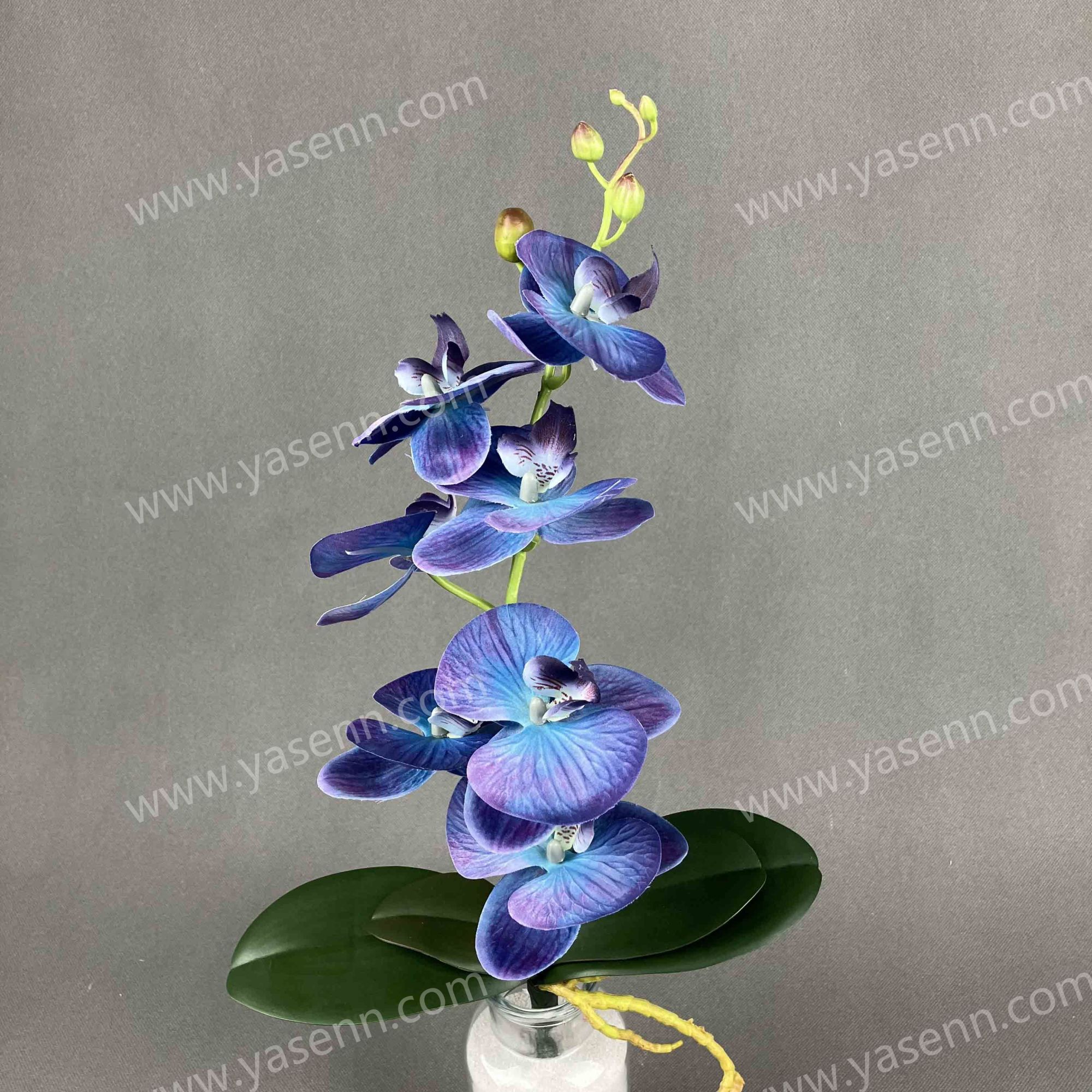 50CM SINGLE PHALAENOPSIS YSS24132