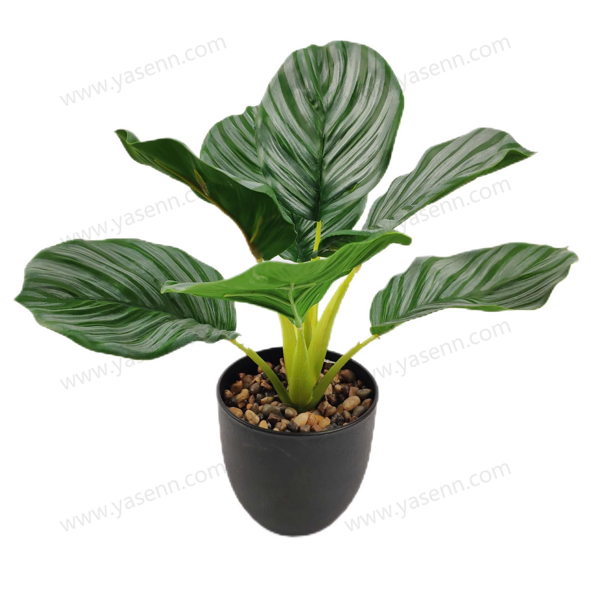 HEIGHT 31CM  ARROWROOT BONSAI 7PCS LEAVES YSM23152