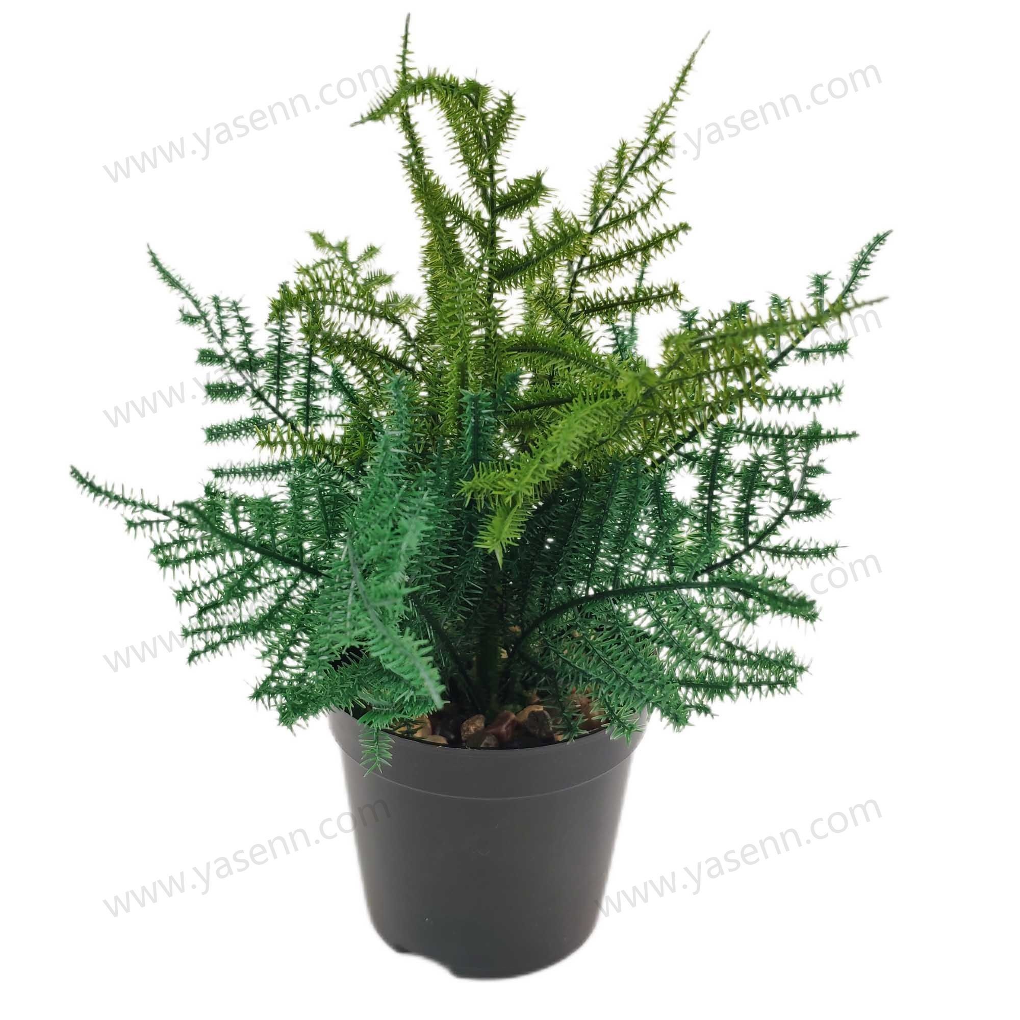 HEIGHT 20CM  ASPARAGUS FERN BONSAI  17PCS LEAVES YSM23162