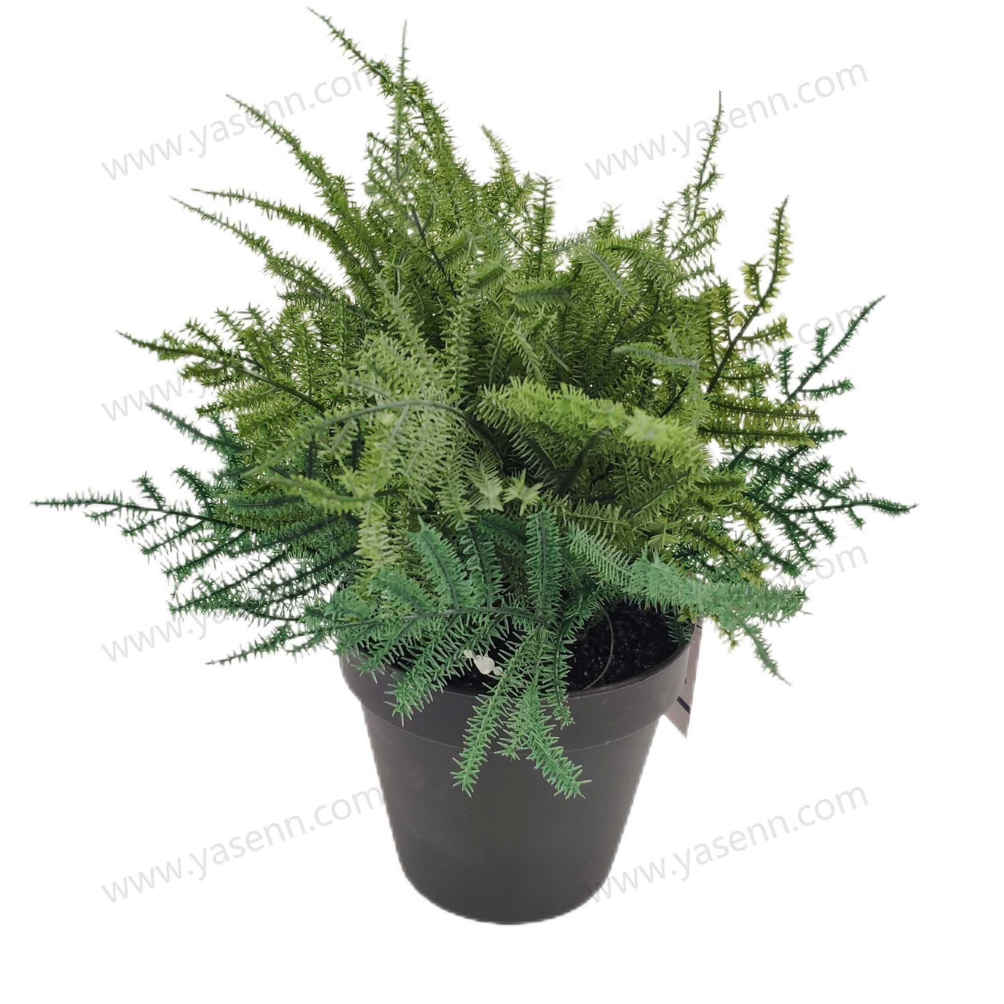 HEIGHT 24CM ASPARAGUS FERN BONSAI 10PCS LEAVES YSM23163