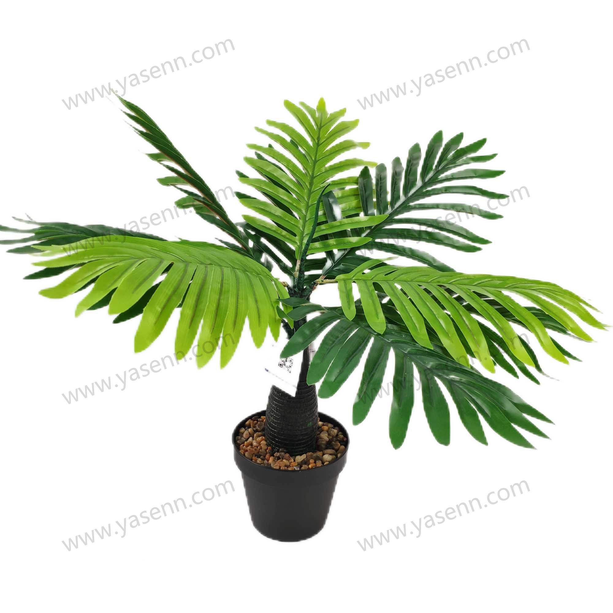 HEIGHT 50CM  SAGO CYCAS BONSAI  9PCS LEAVES YSM23187