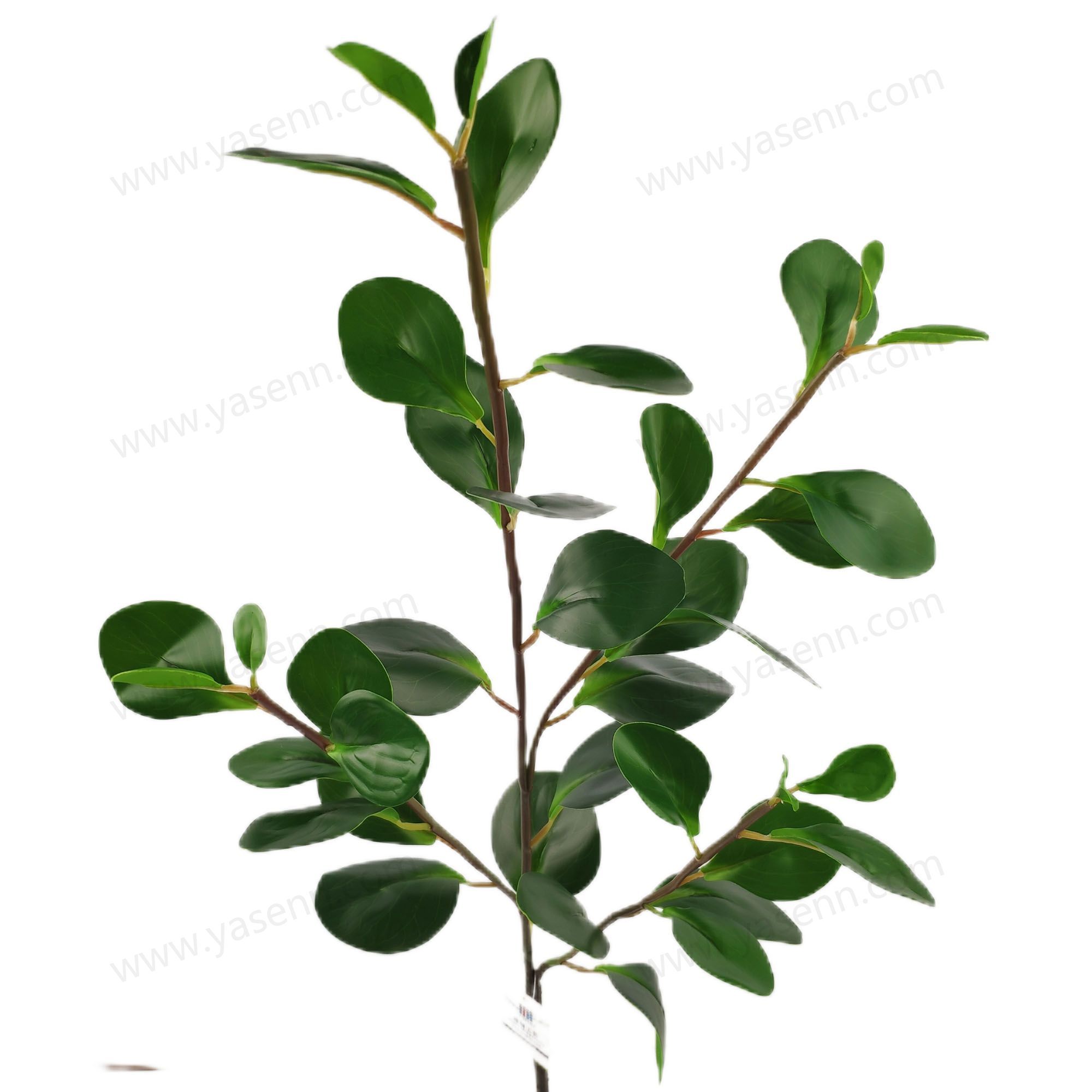 YSL23315 HIGHT 93CM PEPEROMIA OBTUSIFOLIA  Simulate leaves