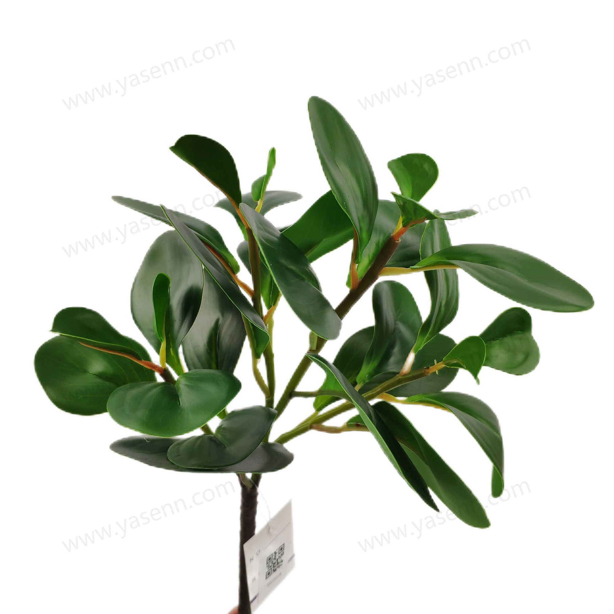 YSL23318 HIGHT 34CM PEPEROMIA OBTUSIFOLIA  Simulate leaves